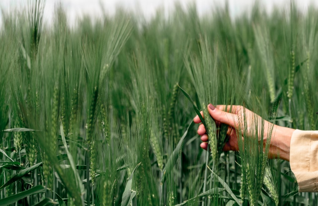 Tous les secrets de ingrédient phare du whisky Cuvée Privée